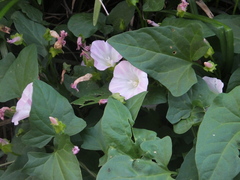 Calystegia hederacea