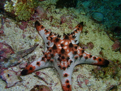 Protoreaster nodosus