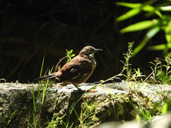Cinclodes