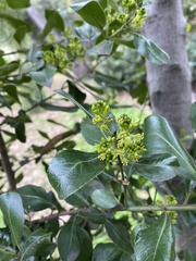 Rhamnus alaternus