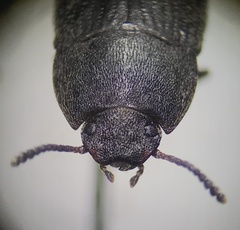 Blapstinus