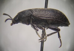 Blapstinus