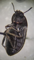 Blapstinus