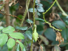 Ipomoea alba