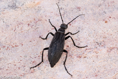 Epicauta segmenta