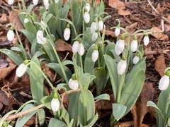 Galanthus
