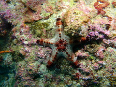 Protoreaster nodosus