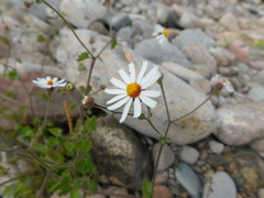 Amauria rotundifolia