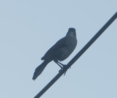 Quiscalus lugubris