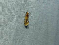 Epicallima argenticinctella