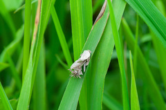 Canephora hirsuta