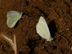Pieris ergane