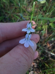 Lobelia brevifolia