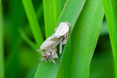 Canephora hirsuta