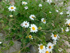 Amauria rotundifolia