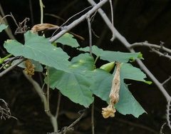 Ipomoea alba