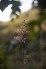 Melinis repens