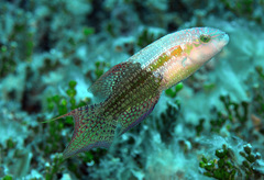 Oxycheilinus bimaculatus