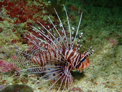 Pterois antennata
