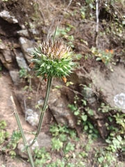 Leonotis nepetifolia