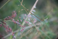 Melinis repens