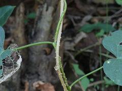 Ipomoea alba