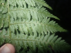 Dryopteris guanchica