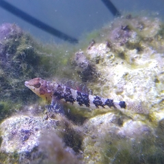Enneapterygius etheostoma