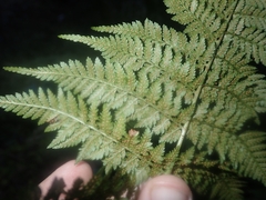 Dryopteris guanchica