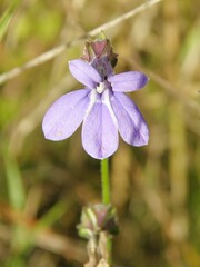 Lobelia reverchonii