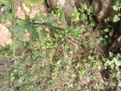 Leonotis nepetifolia