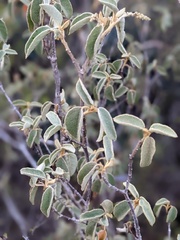 Croton