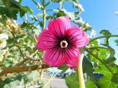 Malva arborea
