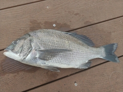Acanthopagrus schlegelii