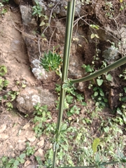 Leonotis nepetifolia