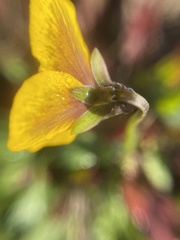 Viola pedunculata