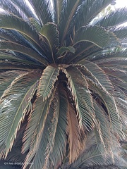 Cycas revoluta