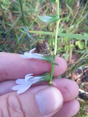 Lobelia brevifolia