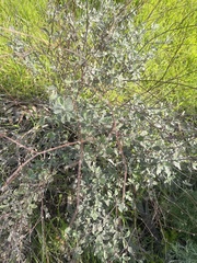 Eriogonum cinereum