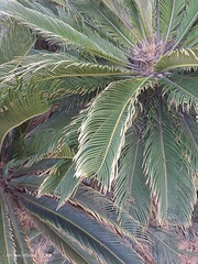Cycas revoluta