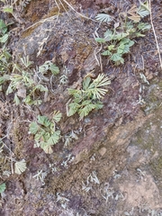 Actiniopteris radiata