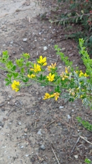 Genista monspessulana
