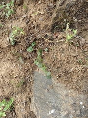 Actiniopteris radiata