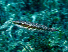 Oxycheilinus digramma