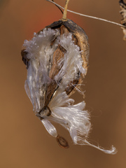 Asclepiadinae