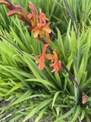 Chasmanthe aethiopica