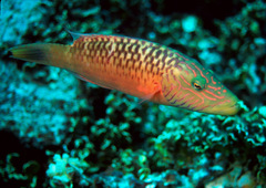 Oxycheilinus digramma