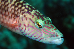 Oxycheilinus digramma