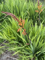 Chasmanthe aethiopica