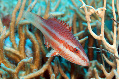 Oxycheilinus digramma